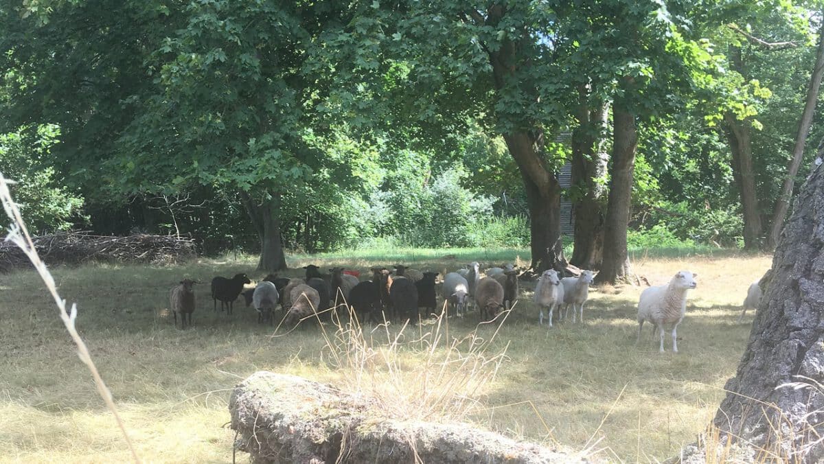 Schafe im Schatten unter Bäumen